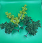 Heki 1360 ASSORTED TREES  X 5 Slight seconds image 0